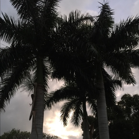 20% OFF!  NWT GIANT TAN Dooney Leather Pockets Weekender! HP:-) Happy July 4 '23 - Picture 8 of 8